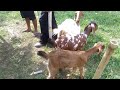 3100 Nego!! Kambing Babon Anak.Anaknya 2 Ekor Jawa randuan