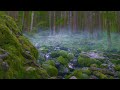 Rain Sounds + Stream for Sleep, Focus, Studying | 4K Nature Video White Noise 10 Hours