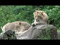 Tour of Empire Of Cats at Zoo Berlin
