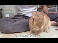 A rabbit who has lost all emotion, despairing over the discomfort of the rainy season... (No. 1592)