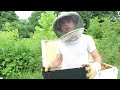 🔵Making honey with a long hive!