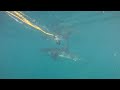 AMAZING FOOTAGE: GREAT WHITE SHARKS in GANSBAAI EXCLUSIVE - White Shark Diving Company