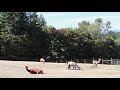 Nature Break | Alpacas in Oregon Fields