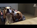 Beagle Puppy From 8 Weeks to 8 Months : Cute Puppy Marie