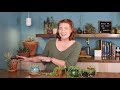 String of Pearls Succulent - The Ultimate Guide