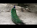 The Most Colorful Birds in 4K - Beautiful Birds Sound in the Forest | Scenic Relaxation Film