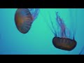 Jellyfish Sounds