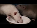 Rats enjoying some milk