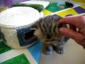 Cute Persian kittens: the 