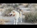 Domesticated wolf hybrid dog chases a pack of coyotes !
