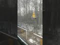 Snow train Germany