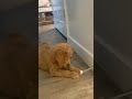 The puppy, who had never seen a door stop! Completely adorable!
