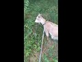 Meet the goats!