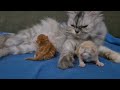 Kitkat feeds and cuddles with her 1day old kittens