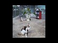 When a silly Cat becomes your best friend 🐶😸 Best Funny Animal Videos 2024 😅🐶