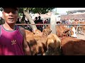 Barang Full Pembeli Sepi‼️Update Harga Sapi Jantan || Pasar Sapi Tertek Pare Kediri Jawa Timur ||