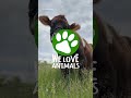 Blind rescue cow loves music and have the cutest favorite song