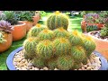 How I Repot Cactus