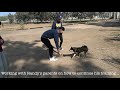 Dog Aggression Training - Randy's Case