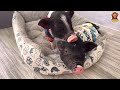 So funny! YoYo JR takes care of two naughty piglets