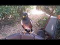 Unusually friendly myna bird