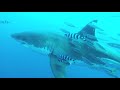 Top 5 SHARK Close Calls