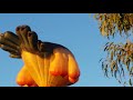 Sky Whale Mother hotair balloon over Canberra 2021