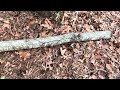 HOW TO BUILD A DEADFALL TRAP      #bushcraft #goingwild #survival #fieldcraft #selfreliance #trap