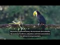 Exploring the Keel-billed Toucan in Belize’s Rainforests - Hopkins Belize Travel