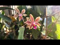 Orchid Spotlight_Phalaenopsis honghenensis x equestris