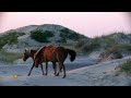 Nature: Horses on the Outer Banks