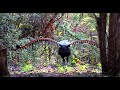 The Lyrebird | Imitates Chainsaw!!! Australia’s Mimic: Losing Habitat to Construction