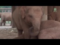 Elephant Falls Asleep After Lullaby - ElephantNews