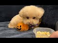 Wake up!!. Toy poodle falls asleep during first grooming