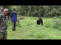 Gorilla trekking in Rwanda: epic & moving adventure!