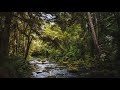 Immediately relax with gentle Babbling Brook in Forest Soothing Nature Sounds Relaxation Sleep ASMR