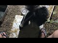 Baby Skunks Play At My Feet #backyardwildlife #skunks #kits