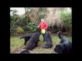 do-re-mi- with Newfoundland dogs