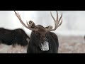 Wildlife Photography-Bull Moose/Snow/Last of the Antlers-Jackson Hole/Grand Teton Park/Yellowstone