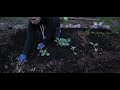 Our Garden is Coming Together | Planting Out Cole Crops & Onions | Evening Planting in the Rain