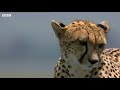 Cheetah And Lion Cubs Play On The Savanna | Little Big Cat | BBC Earth Kids