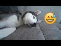 My Husky Reacts To Massage Driller!