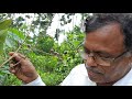 The biggest nursery at ranaghat ,All thai vareity fruits plant/উপেন্দ্র অগ্রী হর্টিকালচার ফার্ম।