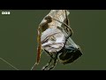 Real-Life Spider Shoots Web 25 Metres Long! | The Hunt | 4K UHD | BBC Earth