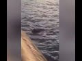 Mother bear and cub shot after climbing onto Russian submarine