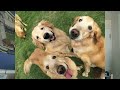 Examples Of Muscular Dystrophy In Animals!!