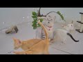 😹 When Cats Are So Silly 😹 I will die laughing 😹🐶 Funny Videos Compilation 🤣