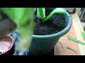 How to Grow Giant Aloe Vera Plants. Avoid 4 Simple Things