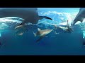 Diving with Sharks around the World. Underwater 8K 360 video.