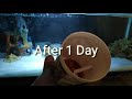 नया Fish Aquarium तैयार करने का सबसे सरल और आसान तरीका इस वीडियो में देखे